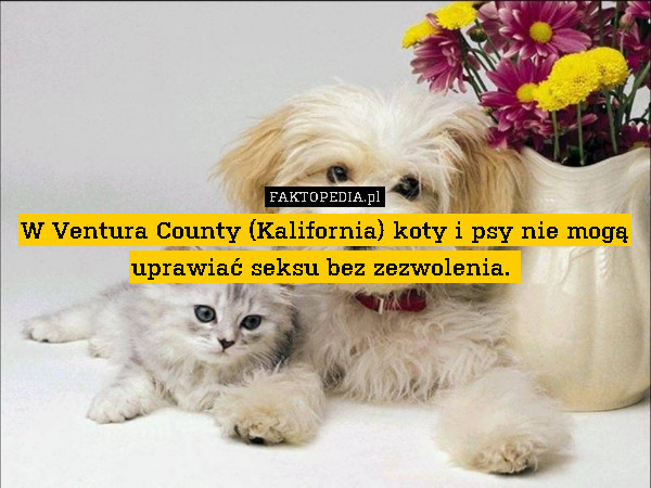 W Ventura County (Kalifornia) koty i psy nie mogą uprawiać seksu bez zezwolenia. 