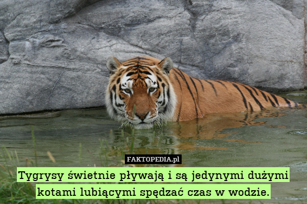Tygrysy świetnie pływają i są jedynymi dużymi kotami lubiącymi spędzać czas w wodzie. 