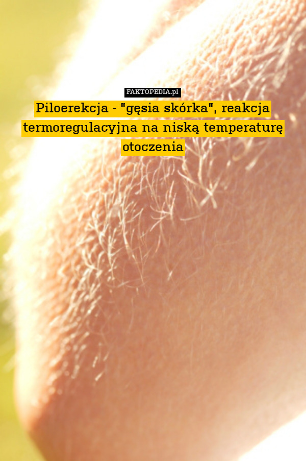 Piloerekcja - "gęsia skórka", reakcja termoregulacyjna na niską temperaturę otoczenia 