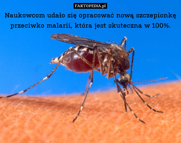 Naukowcom udało się opracować nową szczepionkę przeciwko malarii, która jest skuteczna w 100%. 