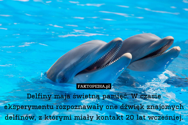 Delfiny maja świetną pamięć. W czasie eksperymentu rozpoznawały one dźwięk znajomych delfinów, z którymi miały kontakt 20 lat wcześniej. 