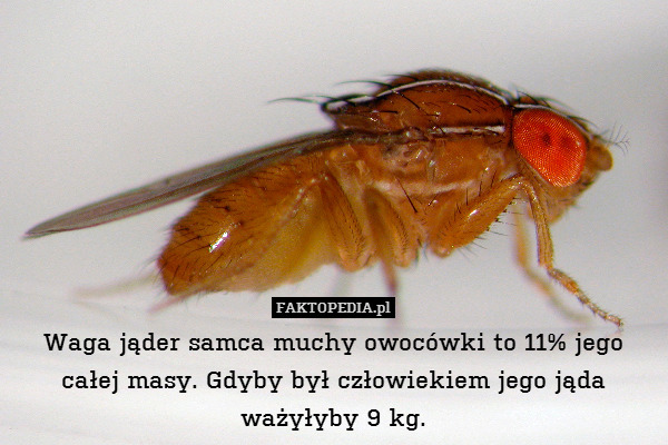 Waga jąder samca muchy owocówki to 11% jego całej masy. Gdyby był człowiekiem jego jąda ważyłyby 9 kg. 