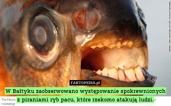 W Bałtyku zaobserwowano występowanie spokrewnionych z piraniami ryb pacu, które rzekomo atakują ludzi. 