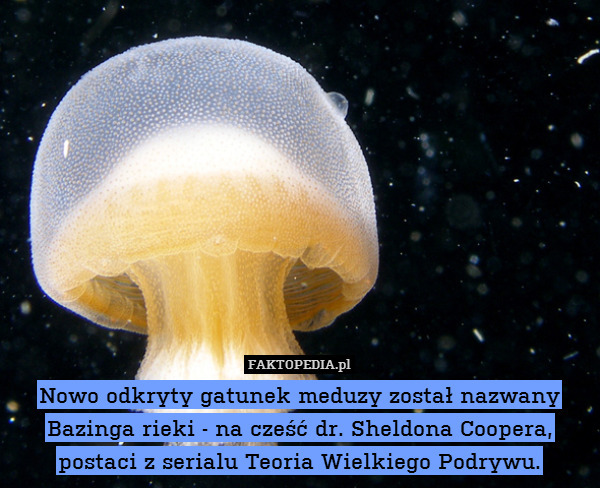 Nowo odkryty gatunek meduzy został nazwany Bazinga rieki - na cześć dr. Sheldona Coopera, postaci z serialu Teoria Wielkiego Podrywu. 