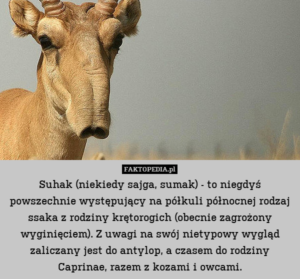 Suhak (niekiedy sajga, sumak) - to niegdyś powszechnie występujący na półkuli północnej rodzaj ssaka z rodziny krętorogich (obecnie zagrożony wyginięciem). Z uwagi na swój nietypowy wygląd zaliczany jest do antylop, a czasem do rodziny Caprinae, razem z kozami i owcami. 