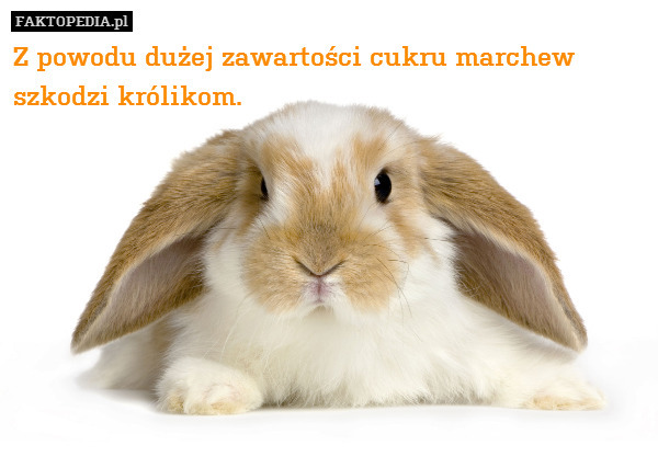 Z powodu dużej zawartości cukru marchew szkodzi królikom. 