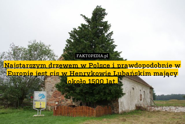 Najstarszym drzewem w Polsce i prawdopodobnie w Europie jest cis w Henrykowie Lubańskim mający około 1500 lat. 
