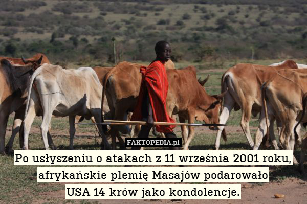 Po usłyszeniu o atakach z 11 września 2001 roku, afrykańskie plemię Masajów podarowało
USA 14 krów jako kondolencje. 