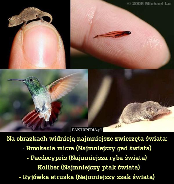 Na obrazkach widnieją najmniejsze zwierzęta świata:
- Brookesia micra (Najmniejszy gad świata)
- Paedocypris (Najmniejsza ryba świata)
- Koliber (Najmniejszy ptak świata)
- Ryjówka etruska (Najmniejszy ssak świata) 