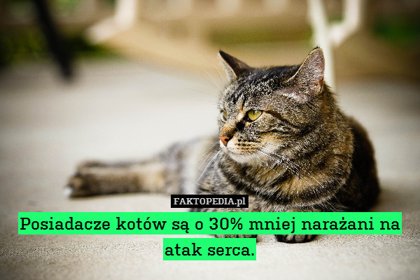 Posiadacze kotów są o 30% mniej narażani na atak serca. 