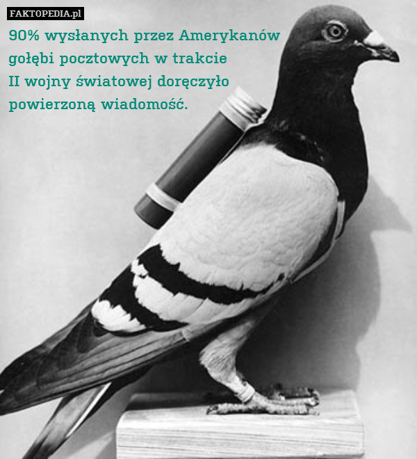 90% wysłanych przez Amerykanów
gołębi pocztowych w trakcie
II wojny światowej doręczyło
powierzoną wiadomość. 