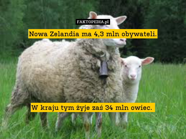 Nowa Zelandia ma 4,3 mln obywateli.






W kraju tym żyje zaś 34 mln owiec. 