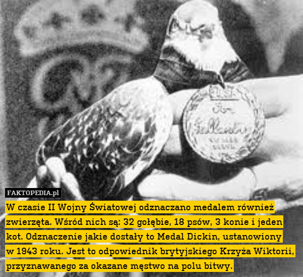 W czasie II Wojny Światowej odznaczano medalem również zwierzęta. Wśród nich są: 32 gołębie, 18 psów, 3 konie i jeden kot. Odznaczenie jakie dostały to Medal Dickin, ustanowiony
w 1943 roku. Jest to odpowiednik brytyjskiego Krzyża Wiktorii, przyznawanego za okazane męstwo na polu bitwy. 