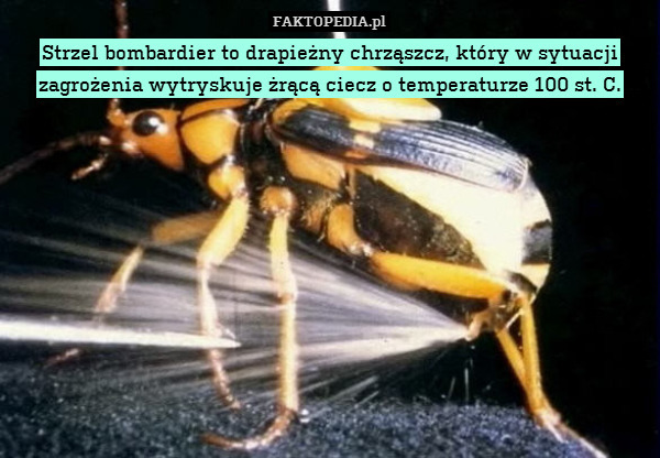 Strzel bombardier to drapieżny chrząszcz, który w sytuacji zagrożenia wytryskuje żrącą ciecz o temperaturze 100 st. C. 
