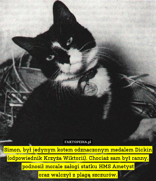 Simon, był jedynym kotem odznaczonym medalem Dickin (odpowiednik Krzyża Wiktorii). Chociaż sam był ranny, podnosił morale załogi statku HMS Ametyst
oraz walczył z plagą szczurów. 
