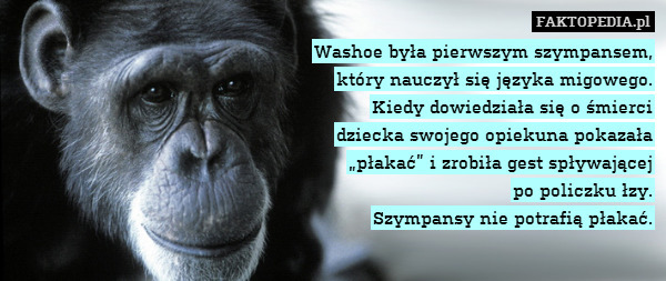 Washoe była pierwszym szympansem,
który nauczył się języka migowego.
Kiedy dowiedziała się o śmierci
dziecka swojego opiekuna pokazała
„płakać” i zrobiła gest spływającej
po policzku łzy.
Szympansy nie potrafią płakać. 