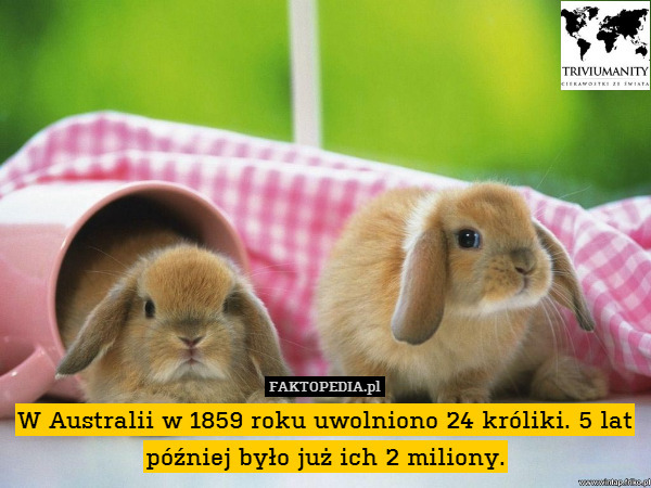W Australii w 1859 roku uwolniono 24 króliki. 5 lat później było już ich 2 miliony. 
