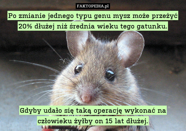 Po zmianie jednego typu genu mysz może przeżyć 20% dłużej niż średnia wieku tego gatunku.







Gdyby udało się taką operację wykonać na człowieku żyłby on 15 lat dłużej. 
