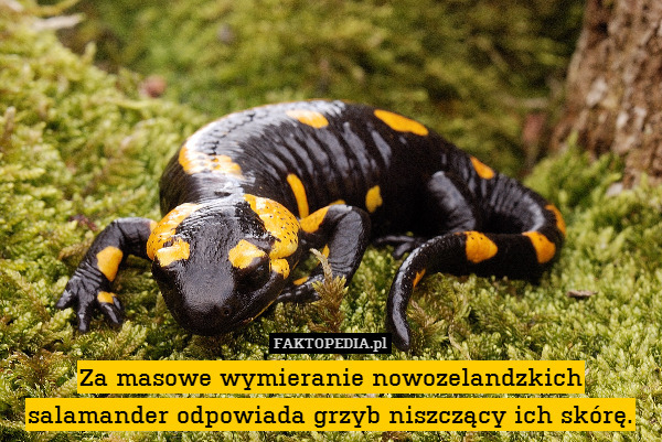 Za masowe wymieranie nowozelandzkich salamander odpowiada grzyb niszczący ich skórę. 