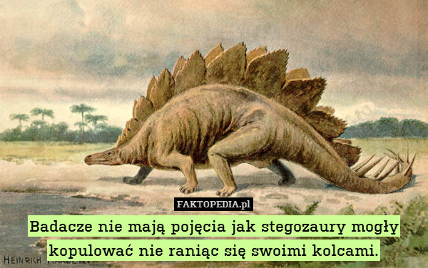 Badacze nie mają pojęcia jak stegozaury mogły kopulować nie raniąc się swoimi kolcami. 