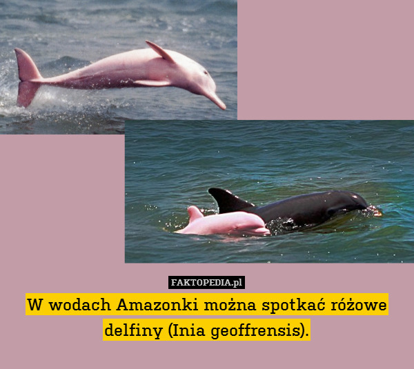 W wodach Amazonki można spotkać różowe delfiny (Inia geoffrensis). 
