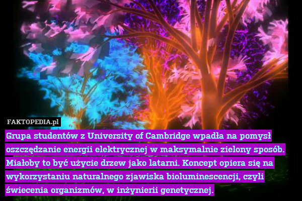 Grupa studentów z University of Cambridge wpadła na pomysł oszczędzanie energii elektrycznej w maksymalnie zielony sposób. Miałoby to być użycie drzew jako latarni. Koncept opiera się na wykorzystaniu naturalnego zjawiska bioluminescencji, czyli świecenia organizmów, w inżynierii genetycznej. 