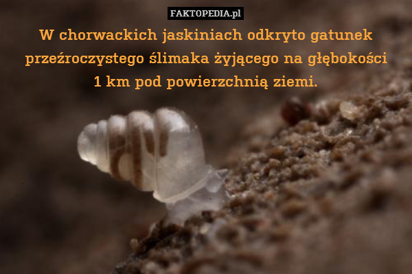 W chorwackich jaskiniach odkryto gatunek przeźroczystego ślimaka żyjącego na głębokości
1 km pod powierzchnią ziemi. 