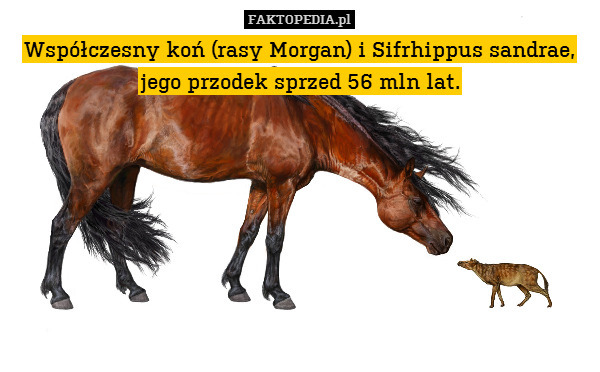Współczesny koń (rasy Morgan) i Sifrhippus sandrae, jego przodek sprzed 56 mln lat. 