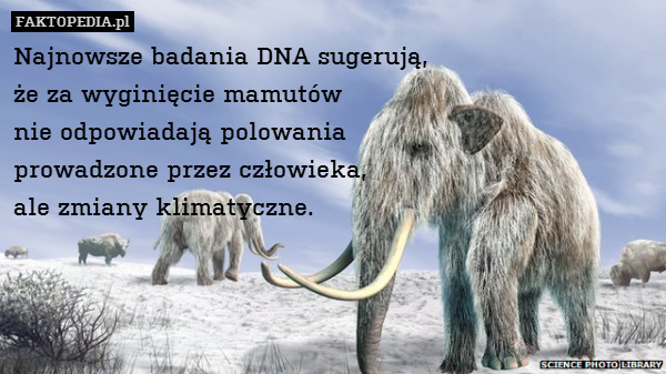 Najnowsze badania DNA sugerują,
że za wyginięcie mamutów
nie odpowiadają polowania
prowadzone przez człowieka,
ale zmiany klimatyczne. 