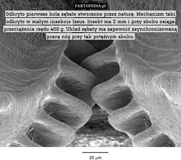 Odkryto pierwsze koła zębate stworzone przez naturę. Mechanizm taki odkryto w małym insekcie Issus. Insekt ma 2 mm i przy skoku osiąga przeciążenia rzędu 400 g. Układ zębaty ma zapewnić zsynchronizowaną pracę nóg przy tak potężnym skoku. 