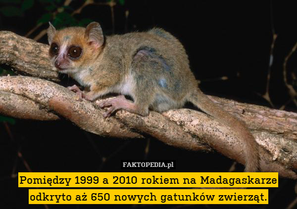 Pomiędzy 1999 a 2010 rokiem na Madagaskarze odkryto aż 650 nowych gatunków zwierząt. 