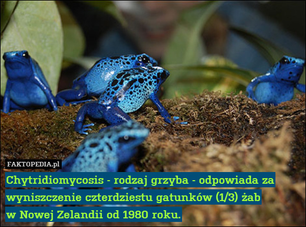 Chytridiomycosis - rodzaj grzyba - odpowiada za wyniszczenie czterdziestu gatunków (1/3) żab
w Nowej Zelandii od 1980 roku. 