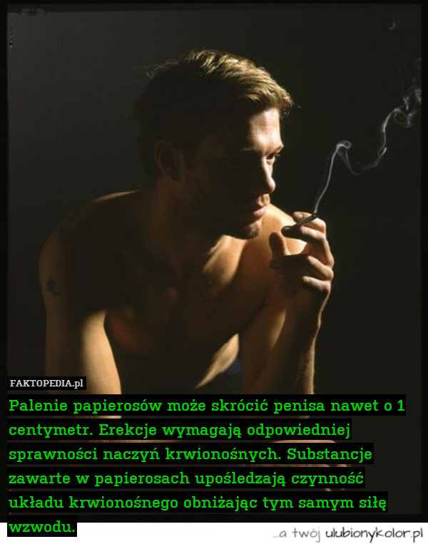 Palenie papierosów może skrócić penisa nawet o 1 centymetr. Erekcje wymagają odpowiedniej sprawności naczyń krwionośnych. Substancje zawarte w papierosach upośledzają czynność układu krwionośnego obniżając tym samym siłę wzwodu. 