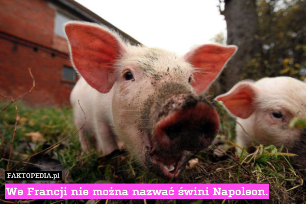 We Francji nie można nazwać świni Napoleon. 