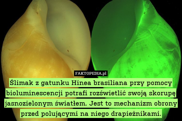Ślimak z gatunku Hinea brasiliana przy pomocy bioluminescencji potrafi rozświetlić swoją skorupę jasnozielonym światłem. Jest to mechanizm obrony przed polującymi na niego drapieżnikami. 