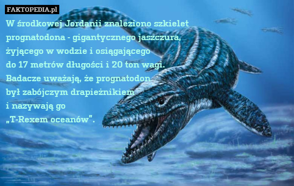 W środkowej Jordanii znaleziono szkielet
prognatodona - gigantycznego jaszczura,
żyjącego w wodzie i osiągającego
do 17 metrów długości i 20 ton wagi.
Badacze uważają, że prognatodon
był zabójczym drapieżnikiem
i nazywają go
„T-Rexem oceanów”. 
