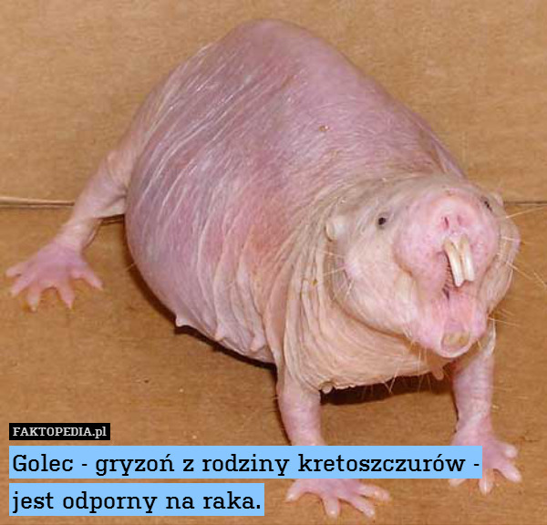 Golec - gryzoń z rodziny kretoszczurów -
jest odporny na raka. 