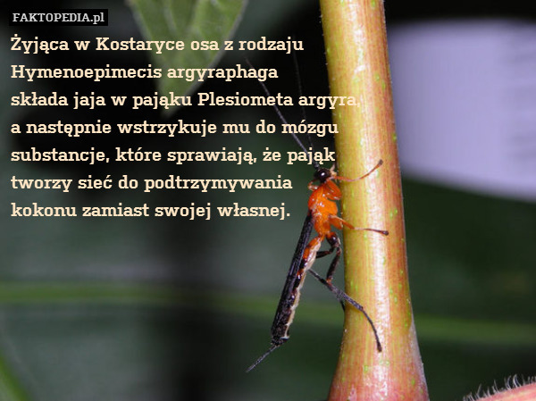 Żyjąca w Kostaryce osa z rodzaju
Hymenoepimecis argyraphaga
składa jaja w pająku Plesiometa argyra,
a następnie wstrzykuje mu do mózgu
substancje, które sprawiają, że pająk
tworzy sieć do podtrzymywania
kokonu zamiast swojej własnej. 