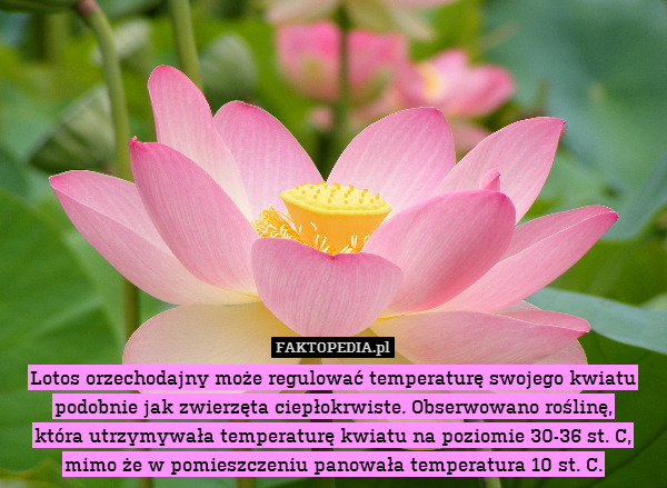 Lotos orzechodajny może regulować temperaturę swojego kwiatu podobnie jak zwierzęta ciepłokrwiste. Obserwowano roślinę,
która utrzymywała temperaturę kwiatu na poziomie 30-36 st. C,
mimo że w pomieszczeniu panowała temperatura 10 st. C. 