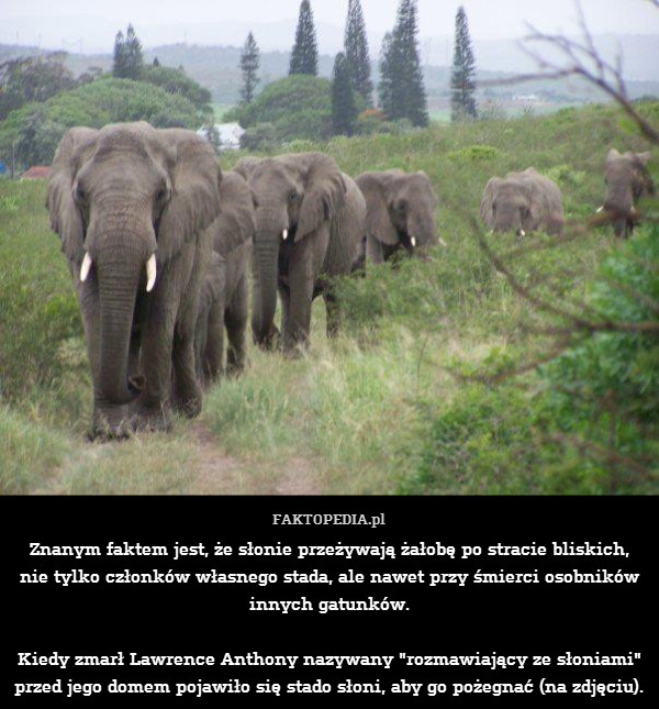 Znanym faktem jest, że słonie przeżywają żałobę po stracie bliskich, nie tylko członków własnego stada, ale nawet przy śmierci osobników innych gatunków.

Kiedy zmarł Lawrence Anthony nazywany "rozmawiający ze słoniami" przed jego domem pojawiło się stado słoni, aby go pożegnać (na zdjęciu). 