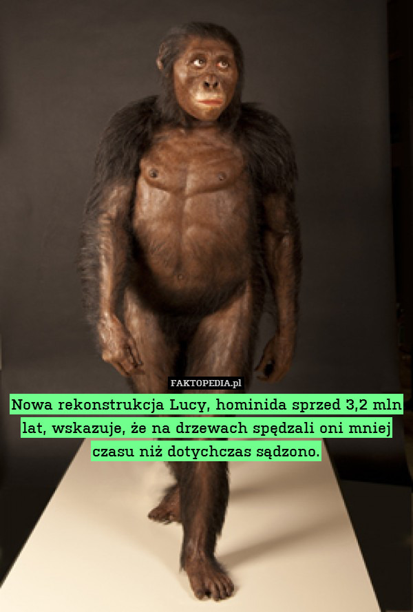 Nowa rekonstrukcja Lucy, hominida sprzed 3,2 mln lat, wskazuje, że na drzewach spędzali oni mniej czasu niż dotychczas sądzono. 