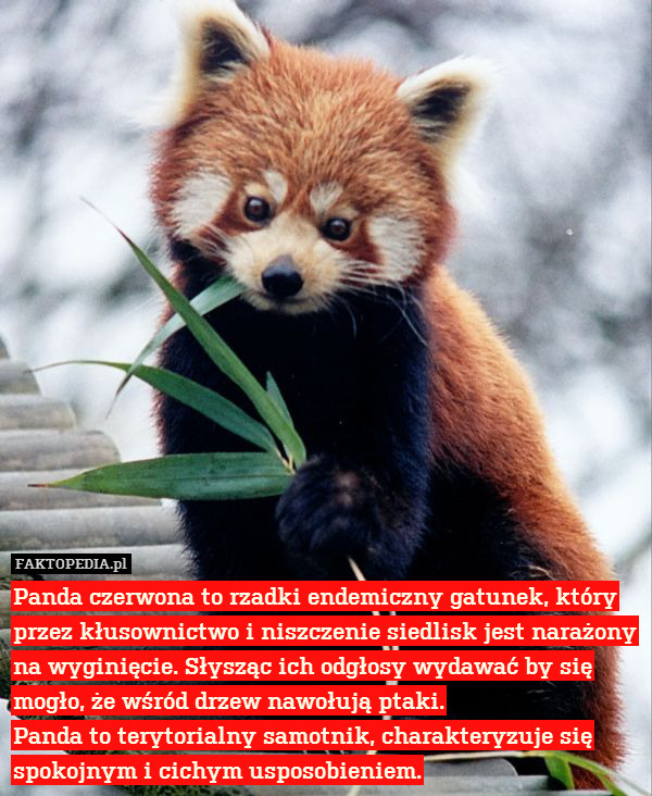 Panda czerwona to rzadki endemiczny gatunek, który przez kłusownictwo i niszczenie siedlisk jest narażony na wyginięcie. Słysząc ich odgłosy wydawać by się mogło, że wśród drzew nawołują ptaki.
Panda to terytorialny samotnik, charakteryzuje się spokojnym i cichym usposobieniem. 
