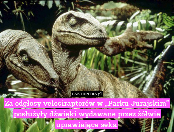 Za odgłosy velociraptorów w „Parku Jurajskim” posłużyły dźwięki wydawane przez żółwie uprawiające seks. 
