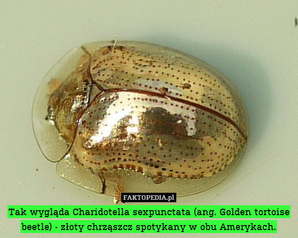 Tak wygląda Charidotella sexpunctata (ang. Golden tortoise beetle) - złoty chrząszcz spotykany w obu Amerykach. 