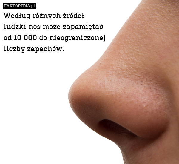 Według różnych źródeł
ludzki nos może zapamiętać
od 10 000 do nieograniczonej
liczby zapachów. 