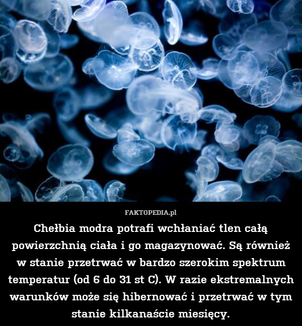 Chełbia modra potrafi wchłaniać tlen całą powierzchnią ciała i go magazynować. Są również w stanie przetrwać w bardzo szerokim spektrum temperatur (od 6 do 31 st C). W razie ekstremalnych warunków może się hibernować i przetrwać w tym stanie kilkanaście miesięcy. 