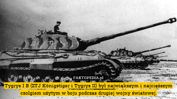 Tygrys I B (ZTJ Königstiger i Tygrys II) był największym i najcięższym czołgiem użytym w boju podczas drugiej wojny światowej. 