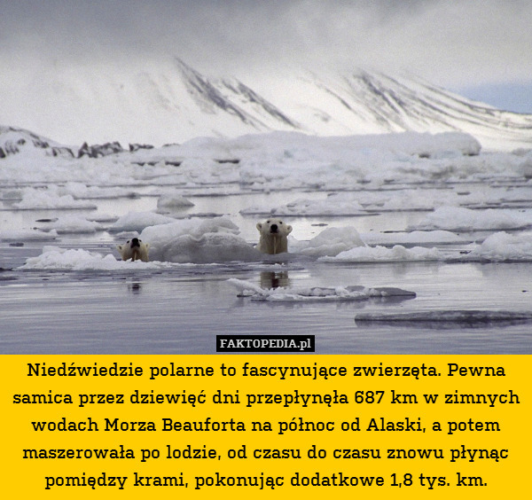 Niedźwiedzie polarne to fascynujące zwierzęta. Pewna samica przez dziewięć dni przepłynęła 687 km w zimnych wodach Morza Beauforta na północ od Alaski, a potem maszerowała po lodzie, od czasu do czasu znowu płynąc pomiędzy krami, pokonując dodatkowe 1,8 tys. km. 