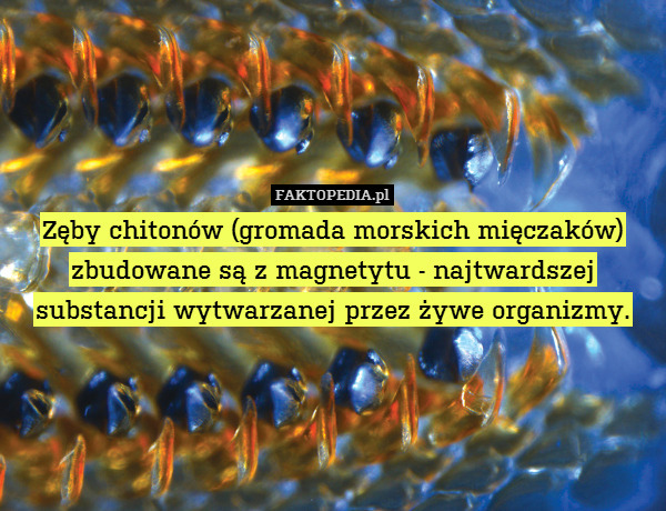 Zęby chitonów (gromada morskich mięczaków) zbudowane są z magnetytu - najtwardszej substancji wytwarzanej przez żywe organizmy. 