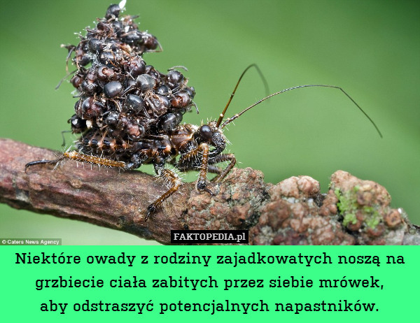 Niektóre owady z rodziny zajadkowatych noszą na grzbiecie ciała zabitych przez siebie mrówek,
aby odstraszyć potencjalnych napastników. 